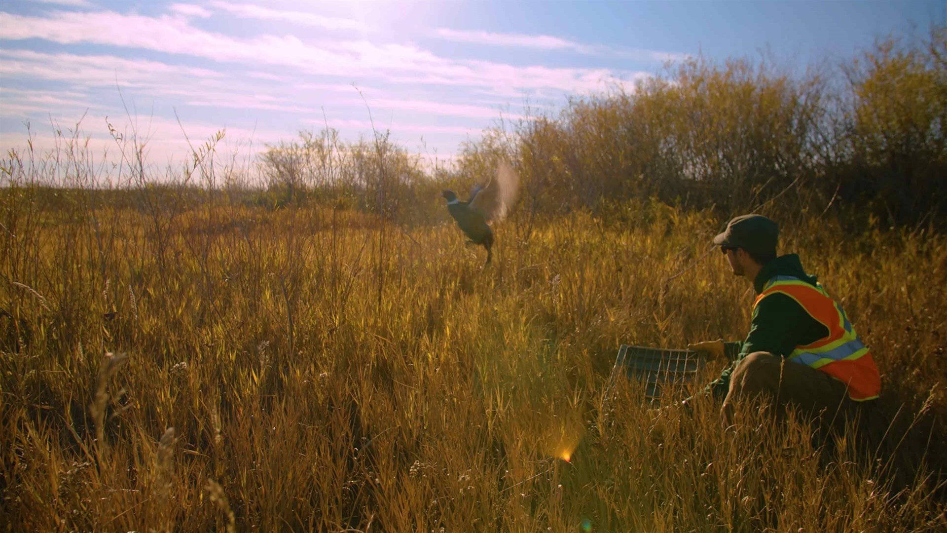 Taber Pheasant Festival